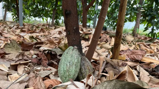 Un cambio radical en la economía podría llegar a la Axarquía: Cultivos de café y cacao