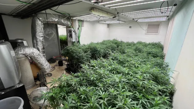 Cultivos “indoor” marihuana Velez-Malaga