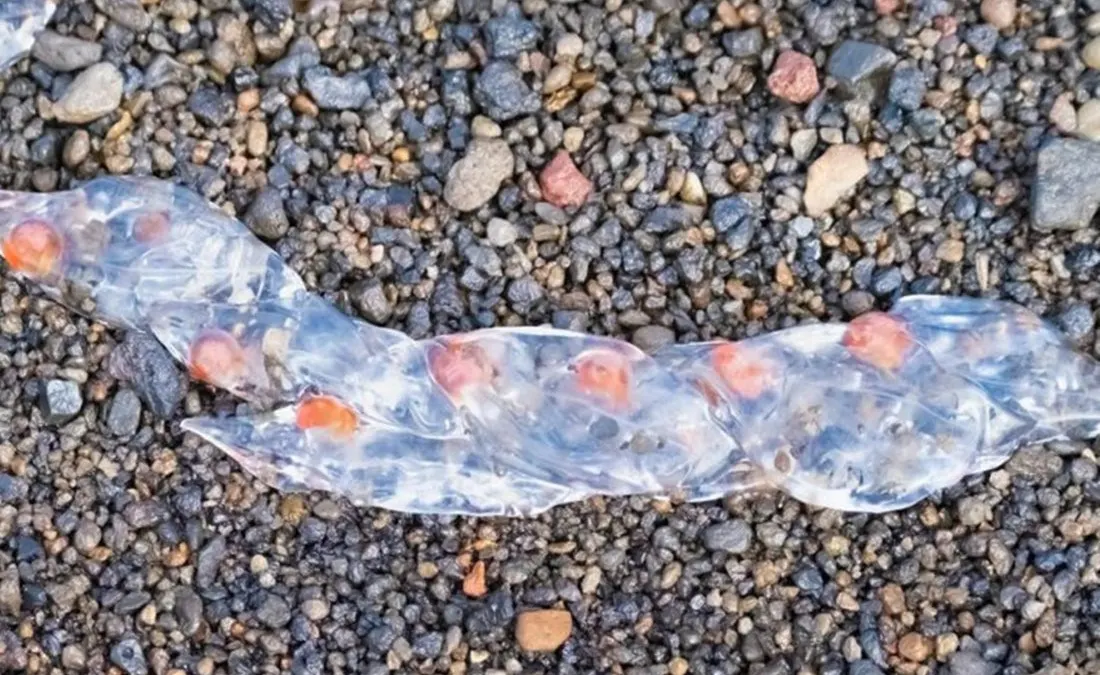 Las inofensivas salpas aparecidas en playas de la Axarquía ¿Qué son en realidad?