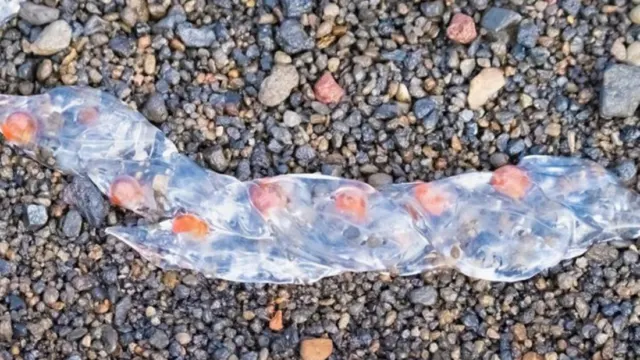 Las inofensivas salpas aparecidas en playas de la Axarquía ¿Qué son en realidad?