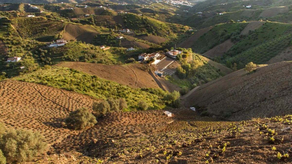 Sequía, importaciones, elevados costes y burocracia, reivindicaciones de los agricultores de Málaga