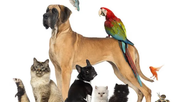 Perros, gatos, tortugas, canarios, hámsters… tienen una cita en Árchez en la Romería de San Antón