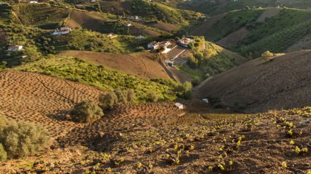 Agricultores de la Axarquía advierten de que más de 400 hectáreas no tienen derecho al riego de emergencia