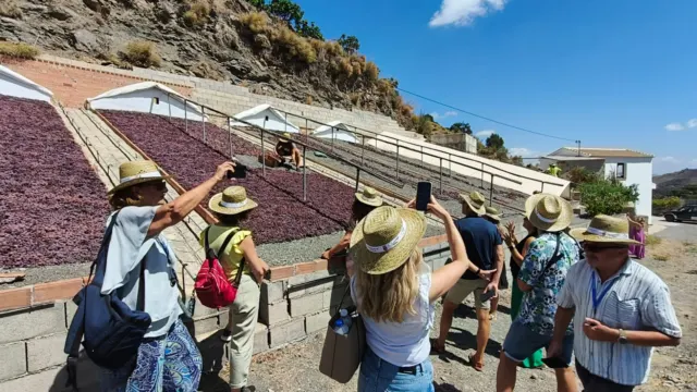Estudiantes participarán en la ruta experiencial por ‘Las viñas de Al –Ándalus’