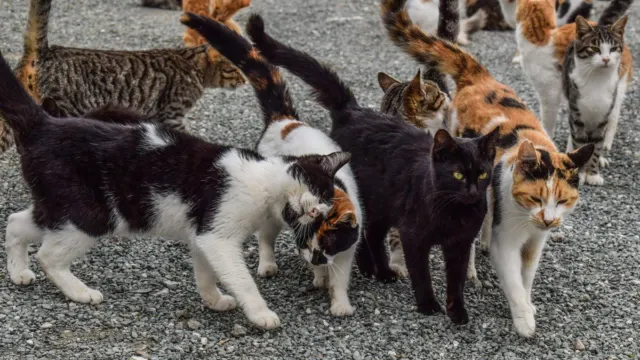 gatos