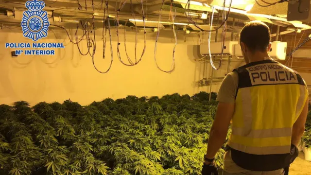 Policia Nacional marihuana