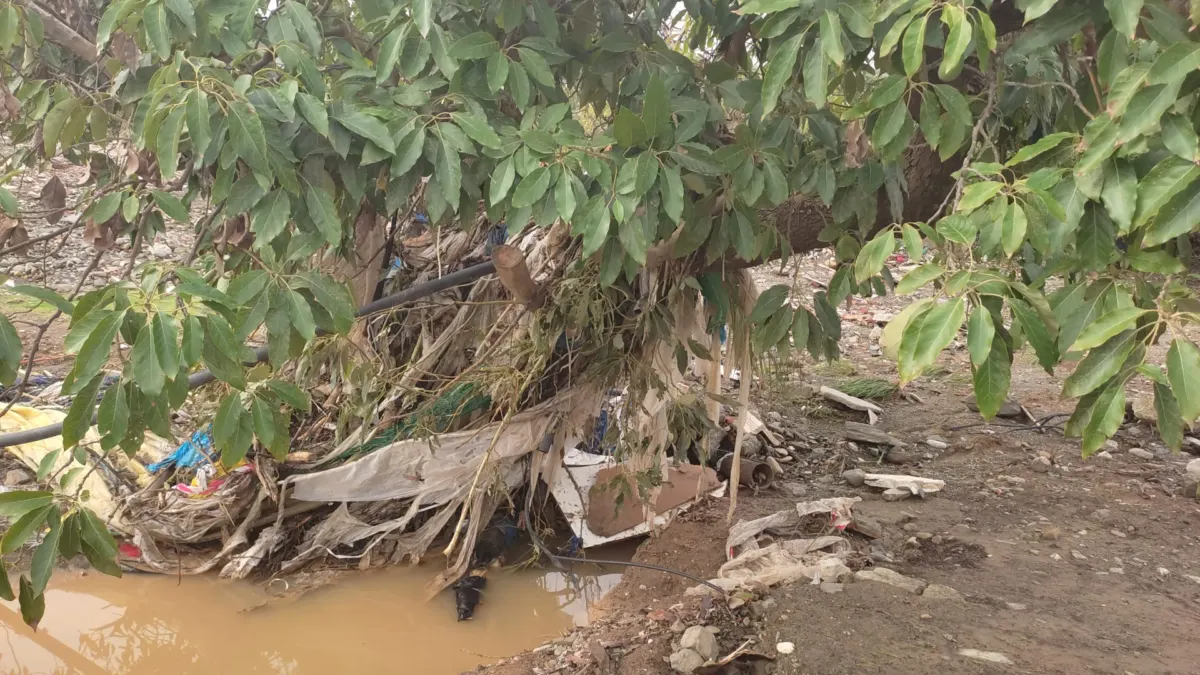Más de 14.000 hectáreas de cultivos habrían quedado dañadas por la DANA en Almería, Cádiz, Granada y Málaga