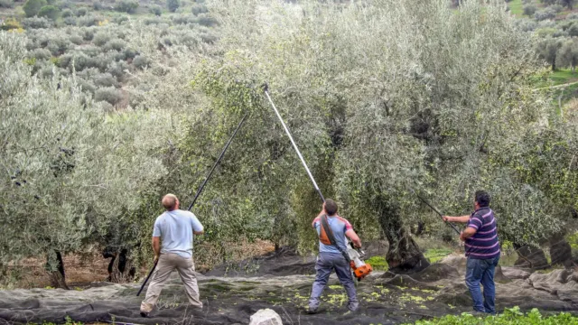 Olivos