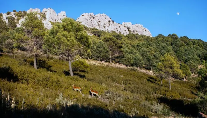El lado menos conocido de Frigiliana: Sus grandes recursos para el turismo de naturaleza