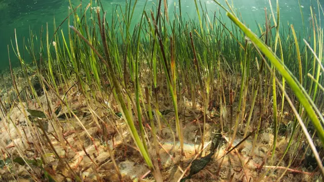 ¿Qué es la Cymodocea nodosa con cuyo cultivo se crearán praderas submarinas en El Cantal?