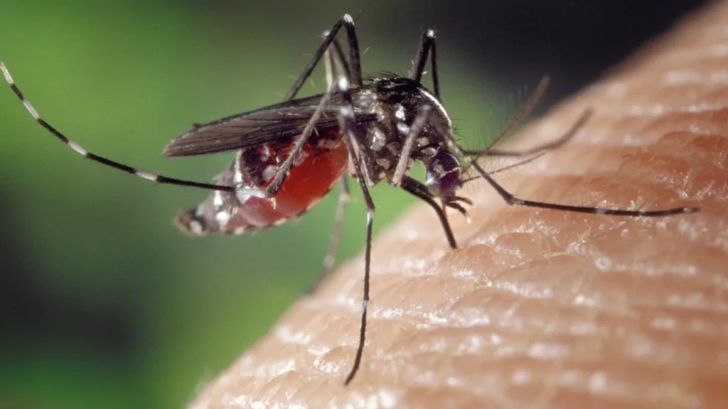 Mosquito virus del Nilo