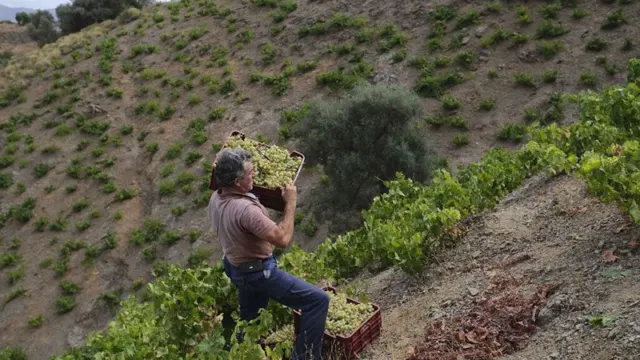 Izquierda Unida defiende el videño tradicional de la Axarquía ante la devastación del mildiu