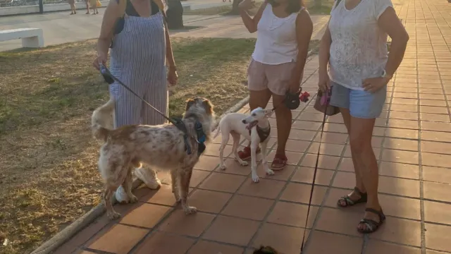 Propuesta para mejorar la convivencia ciudadana y el bienestar animal en Torrox