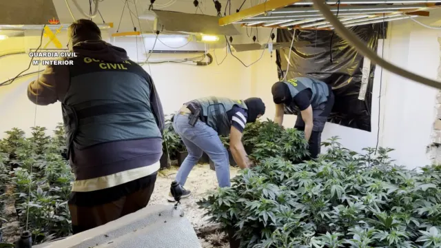 Operación ‘Nazarí 64 Falla’: 35 detenidos, incautadas 17.000 plantas de marihuana, dinero, 26 armas y munición con registros en Chilches, Málaga y…
