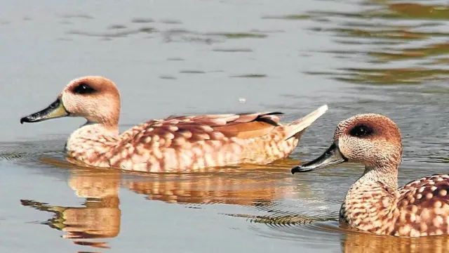 Un pato salvaje hallado en una playa de Benajarafe, primer caso de gripe aviar confirmado en la provincia