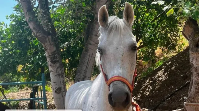 La XVIII Feria de Ganado de Almáchar arranca este fin de semana