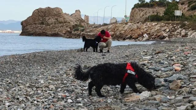 Proponen dos playas caninas y una red municipal de espacios «pet friendly» para situar a Rincón de la Victoria entre los municipios más modernos de…