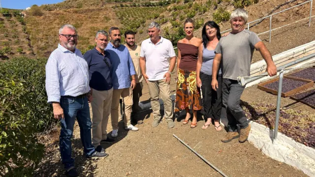 Exigen a todas las administraciones ayudas urgentes ante las pérdidas de hasta el 70% en la uva moscatel de la Axarquía