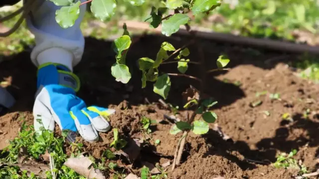 Algarrobo, Canillas de Aceituno y La Viñuela acogerán las arboladas de otoño de la Diputación en la Axarquía