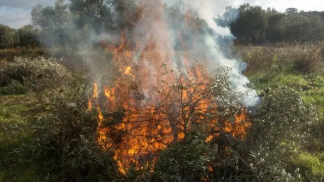 Nerja abre el plazo para solicitar la quema agrícola tras fijarse el periodo de peligro bajo de incendios forestales